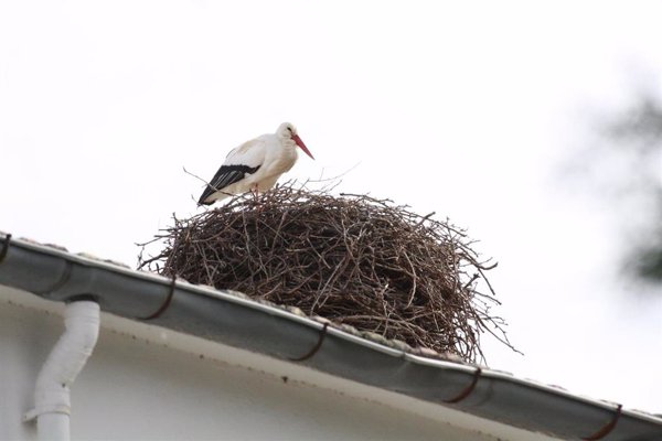 SEO/BirdLife anima a denunciar al 112 o en el 062 la destrucción de nidos de aves protegidas como golondrinas o cigüeñas