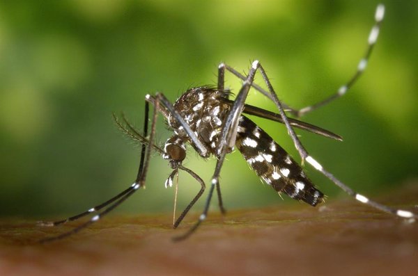 Expertos señalan que la primavera registró el mayor número de mosquitos tigre de los últimos años