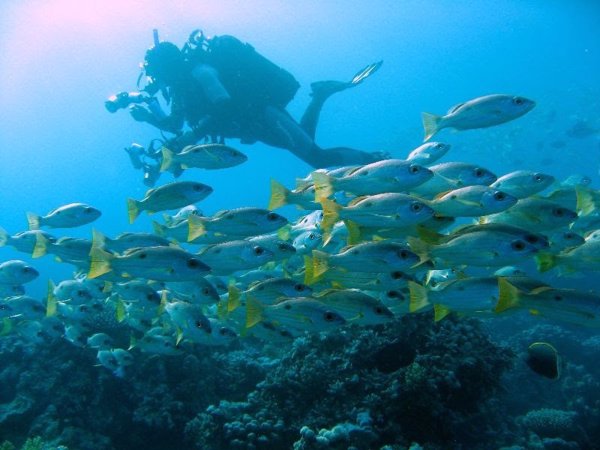 Un proyecto de National Geographic sobre conservación marina realizado por dos biólogos españoles, Premio Sartun 2020