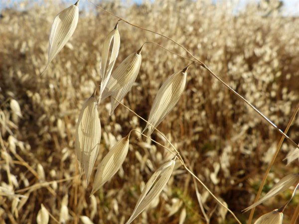 La canícula comienza con 2 o 3ºC más calor de lo normal en el suroeste y un ambiente algo fresco en el Mediterráneo
