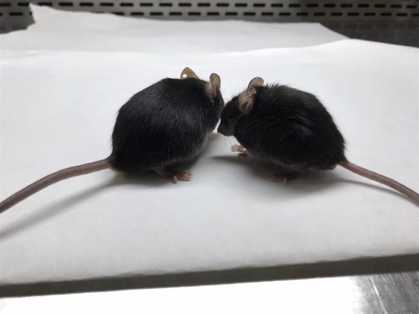 Investigadores desarrollan un nuevo modelo de ratón para estudiar la COVID-19