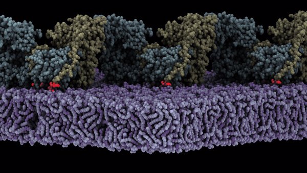 Investigadores españoles descubren las bases de la activación de la quinasa de adhesión focal en membranas lipídicas