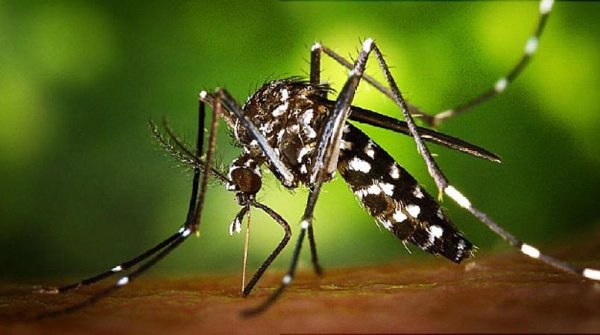 El mosquito tigre ha aumentado un 70% en España respecto al año pasado