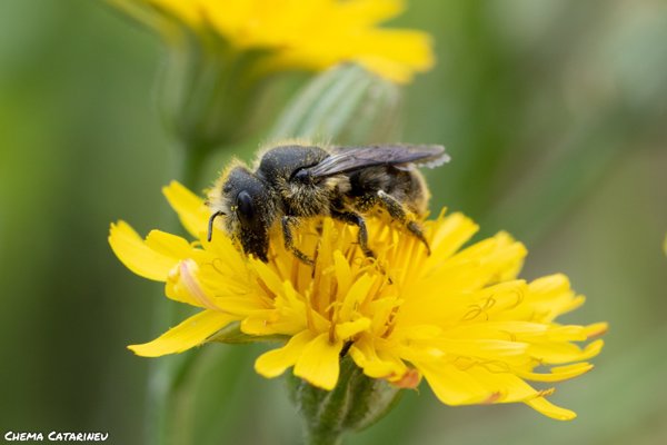 Investigadores descubren que el veneno de las abejas es capaz de destruir las células agresivas del cáncer de mama