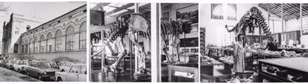 El MNCN presentará el martes el libro 'Del Elefante a los dinosaurios' que narra la historia del museo desde 1939 a 1985