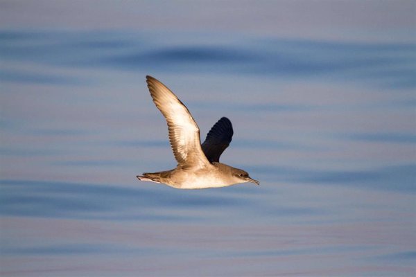 SEO/BirdLife alertará desde el lunes sobre la contaminación lumínica que deslumbra a las aves marinas en Canarias