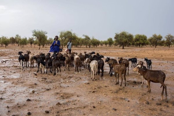ACH desarrolla un sistema con inteligencia artificial para luchar contra el cambio climático en el Sahel