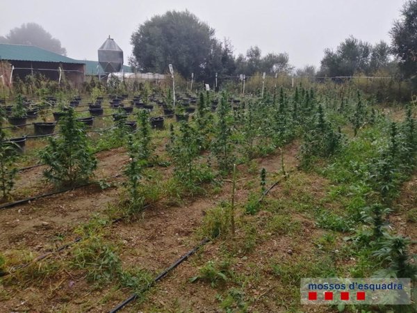 Detenido por tener 396 plantas de marihuana en una masía de Regencós (Girona)