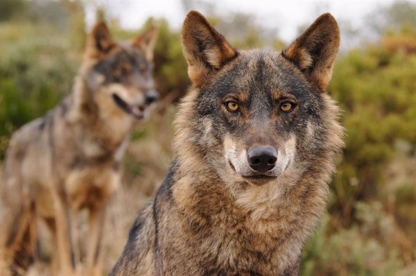 WWF reivindica los beneficios del lobo ibérico y pide a las administraciones que fomenten la coexistencia con ganaderos