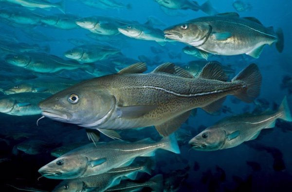 Incumplir la prohibición de los descartes puede hacer implosionar el sistema de pesca europeo, según alerta Our Fish