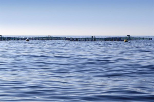 Un estudio plantea dudas sobre los efectos del pescado de acuicultura en el estado de los ecosistemas oceánicos