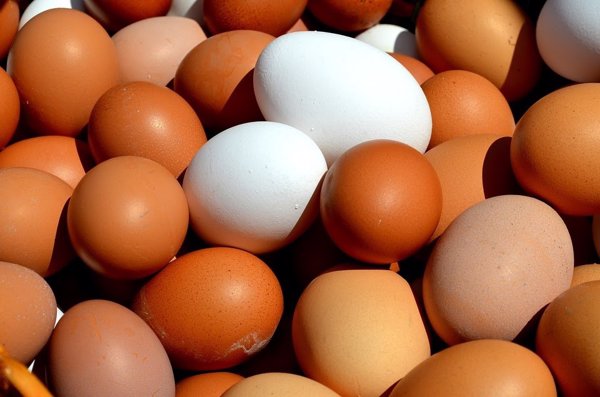 Productores italianos de huevos respaldan la campaña de Igualdad Animal para acabar con el sacrifico de pollitos macho