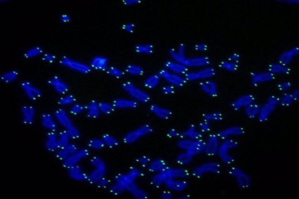 El acortamiento de los telómeros protege contra el cáncer, según un nuevo estudio