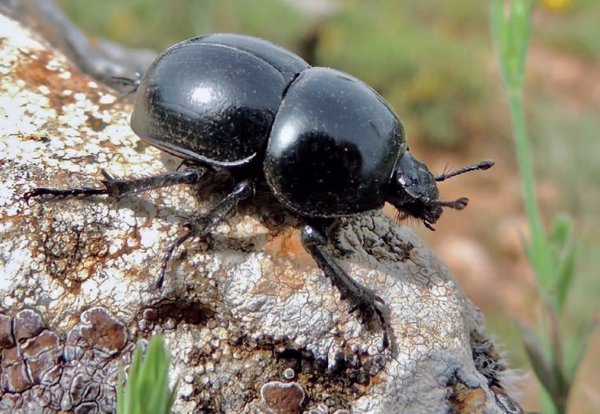 La UICN alerta de que los escarabajos peloteros del Mediterráneo están en riesgo por el actual modelo agro-ganadero