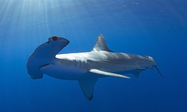 El número de rayas y tiburones cae un 71% en 50 años y el 77% de sus especies están amenazadas, según un estudio