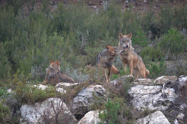 CyL ofrece ejemplares de lobo para repoblar zonas donde se ha extinguido y defiende la gestión de 