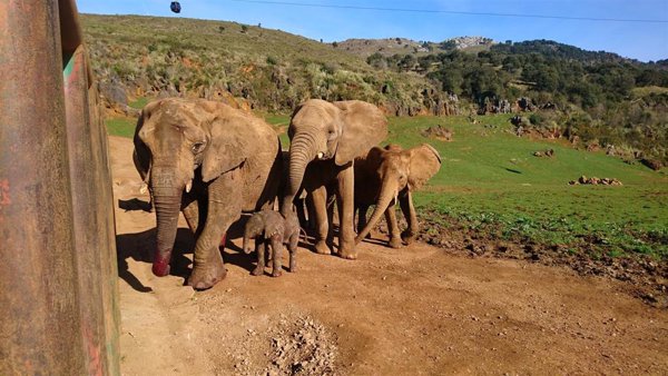 Muere un trabajador del Parque de Cabárceno (Cantabria) al ser golpeado por un elefante