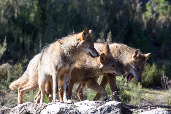 Ribera y Planas comparecen mañana en el Senado para informar sobre la prohibición de cazar lobos en toda España