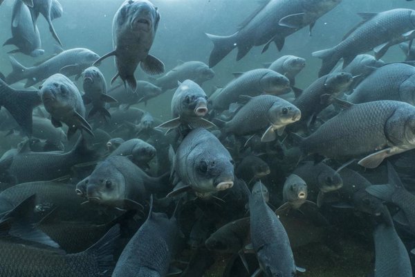 WWF alerta de que un tercio de las especies de peces de los ríos de todo el mundo está en riesgo de extinción