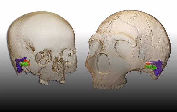 Investigadores españoles encuentran la evidencia paleontológica que demuestra que los neandertales hablaban
