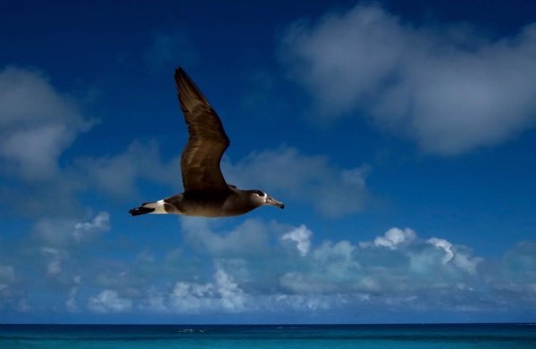 ONG e científicos piden una actuación conjunta para proteger las aves marinas en alta mar, donde pasan el 40% de su vida