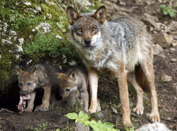 El Parlamento de La Rioja aprueba que el lobo sea especie protegida del LESPRE