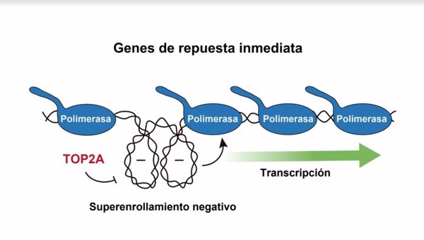Investigadores españoles descubren que la propia estructura del ADN participa activamente en la regulación del genoma