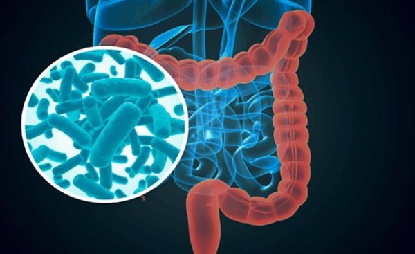 Investigadores descubren un perfil de microbiota intestinal que puede predecir la mortalidad