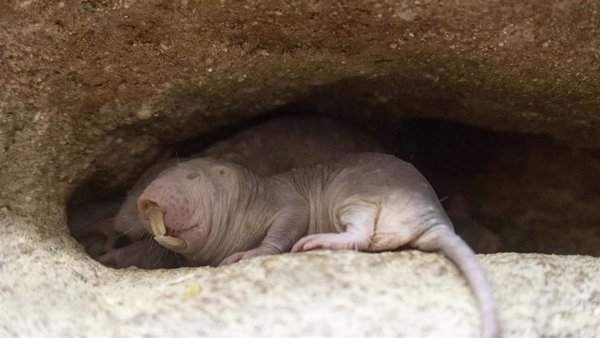 Investigadores afirman que ratas topo desnudas tiene un mecanismo único, que podría dar la clave contra el cáncer