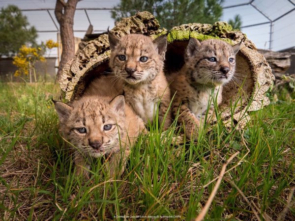 Muere atropellado un cachorro de lince en la carretera A-483 a su paso por Almonte (Huelva)