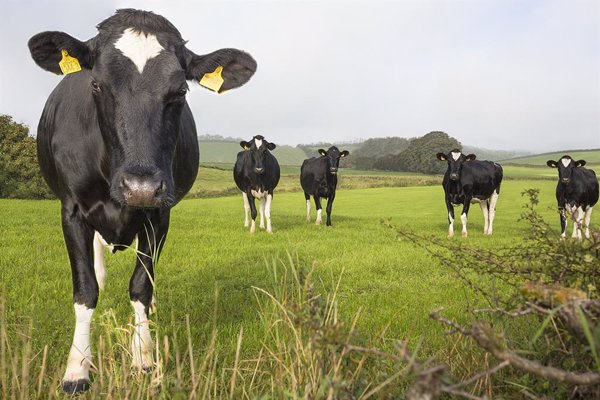 El uso de antibióticos ha disminuido en la UE en animales productores de alimentos más que en humanos