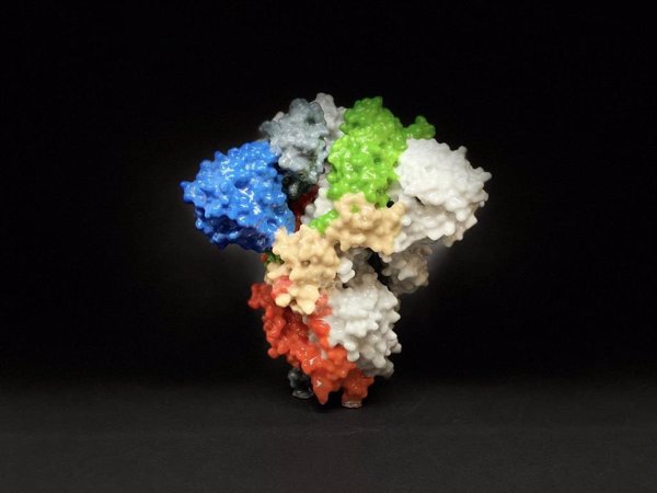 Un estudio demuestra que las proteínas espiga desarrolladas en laboratorio son compatibles con el SARS-CoV-2