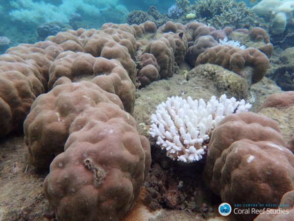 La IUCN pide proteger la Gran Barrera de Coral pese a la fallida votación para declararla zona 