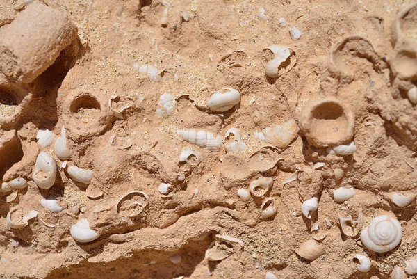 Gobierno de Canarias y Museos de Tenerife actualizarán la información de especies fósiles