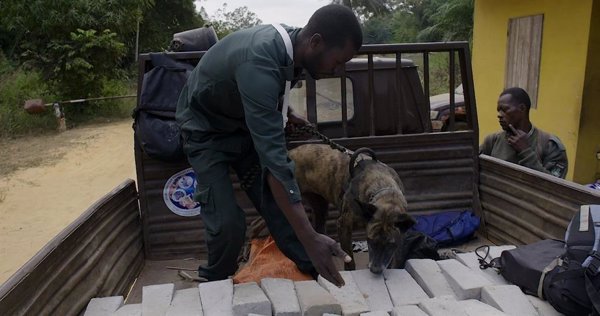 El MITECO adiestra a la primera unidad canina para luchar contra el tráfico ilegal de especies en República del Congo