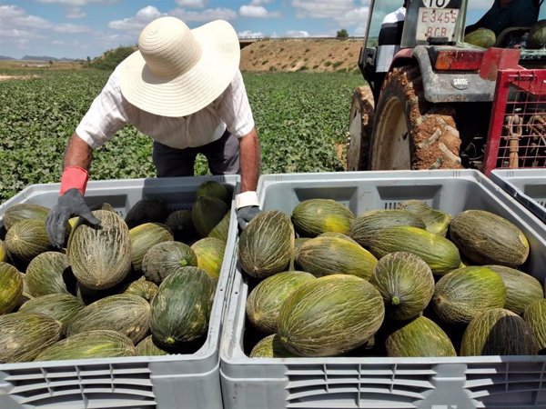 Peris comercializa un 40% más de melón piel de sapo de origen Murcia con respecto a 2020