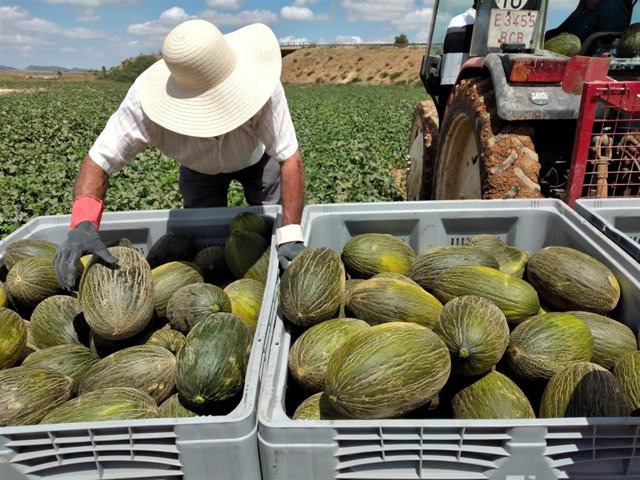 Peris comercializa un 40% más de melón piel de sapo de origen Murcia con respecto a 2020 - Vimarsana News