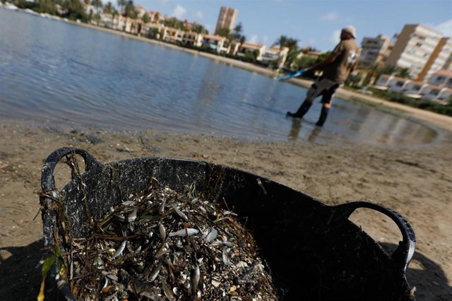 Cierran las playas desde Cala del Pino a Playa Honda para retirar los peces muertos en la orilla del Mar Menor - Vimarsana News