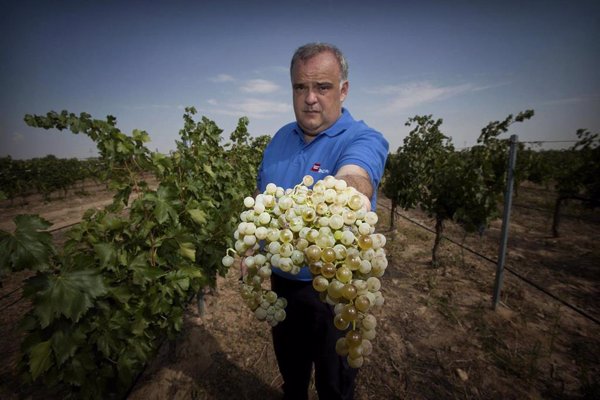 La vendimia comienza en Comunidad Madrid con la uva albillo real en la zona de San Martín de Valdeiglesias