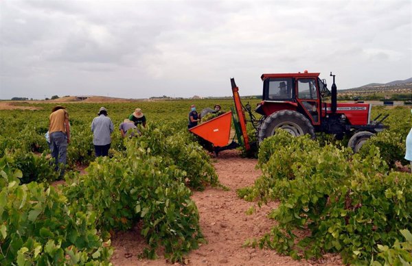 Castilla-La Mancha estima un 20% menos de uva y apunta a bajas cosechas en Europa para augurar buena campaña