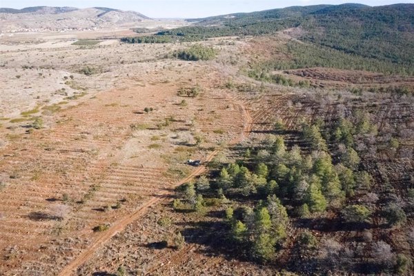 Los viajeros de Alsa podrán compensar su huella de carbono con donaciones para reforestar bosques
