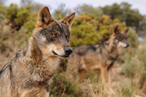 El Gobierno mantiene su voluntad de prohibir definitivamente la caza del lobo en España como muy tarde dentro de 8 días