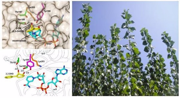 Describen el mecanismo que usan las plantas para degradar los contaminantes con efectos carcinógenos