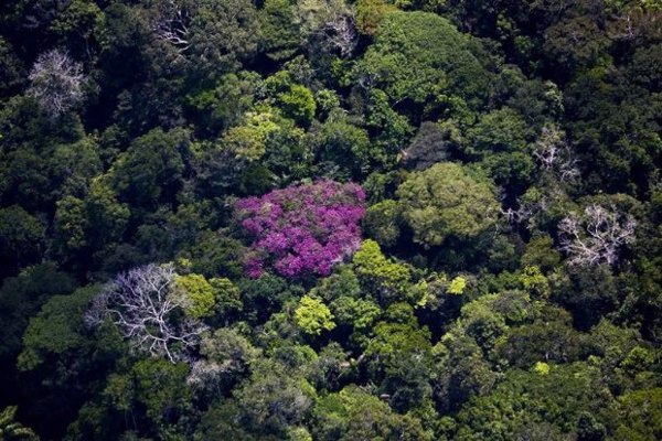 Brasil sitúa el mes de agosto como el peor de la última década para la deforestación en la Amazonia