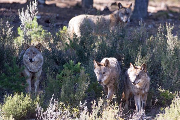 El Consejo de Estado avala prohibir la caza del lobo y discrepa de las quejas de 4 CCAA por el procedimiento seguido