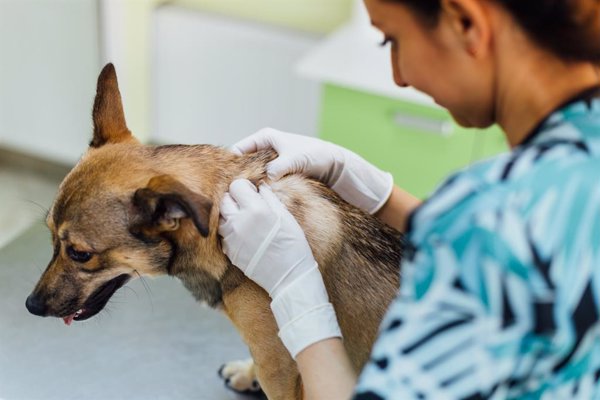Experto demanda un protocolo uniforme de vacunación anual en España contra la rabia en animales