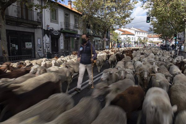 Mil ovejas y cien cabras cruzarán el centro de Madrid este domingo en la XXVIII Fiesta de la Trashumancia