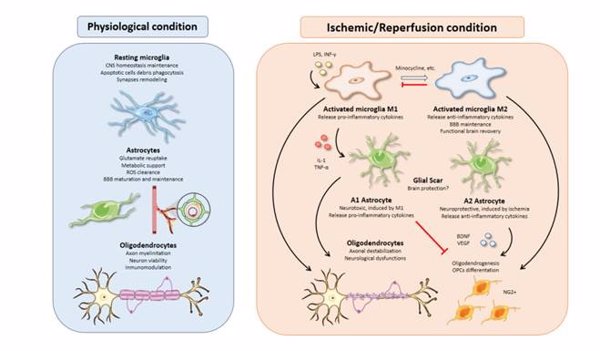 Investigadores españoles estudian las células de la glía y su potencial terapéutico tras la isquemia cerebral