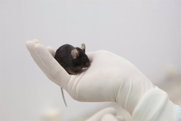 El CNIO aborda los problemas éticos en el uso de animales en la ciencia y las nuevas alternativas