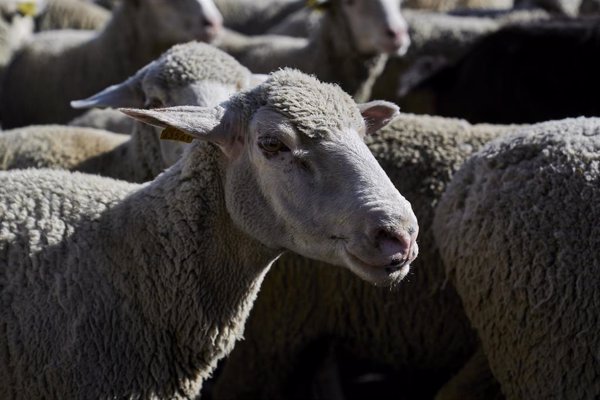 UPA-COAG apela a la responsabilidad de las industrias lácteas para no retrasar contratos a ganaderos de ovino